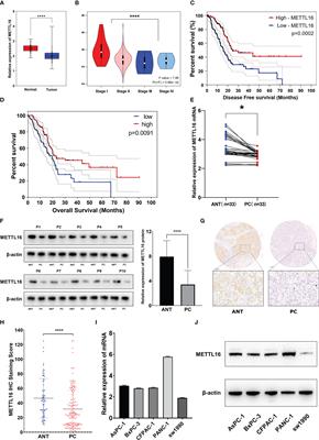 Frontiers The M A Methyltransferase Mettl Inhibits The